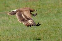 Aquila nipalensis