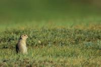 Long-tailed ground squirrel