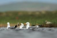 Larus vegae mongolicus