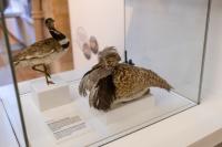 London - Natural History Museum UK