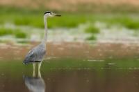 Zambia - FAUNA