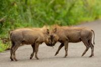 Common warthog