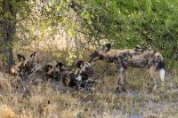 African wild dog