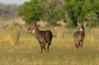 Waterbuck