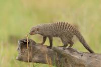 Banded mongoose