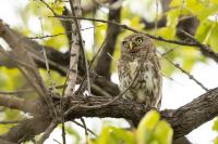 Glaucidium perlatum