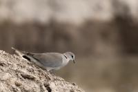 Streptopelia capicola