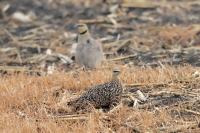 Pterocles gutturalis