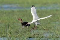 Platalea alba