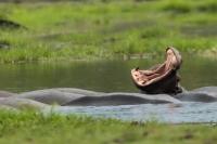 Common hippopotamus