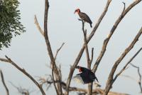 Bucorvus leadbeateri 