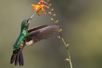 ECUADOR-FAUNA