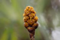 ECUADOR -FLOWERS