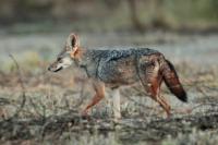 Black-backed jackal