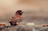 ETHIOPIA FAUNA