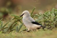 Zavattariornis stresemanni