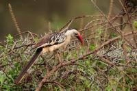 Tockus erythrorhynchus