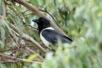 Corvus albus