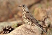 Turdus viscivorus