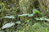 ECUADOR -FLORA