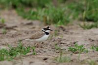 Charadrius dubius