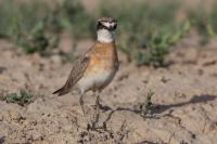 Charadrius leschenaultii