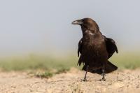 Kazakhstan FAUNA