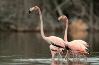 Phoenicopterus ruber