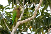 Mexico FAUNA