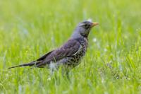 Turdus pilaris