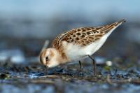 Calidris minuta