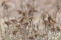 Carduelis cannabina