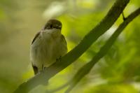 Ficedula hypoleuca