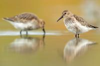 Calidris alpina