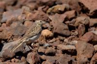 Anthus berthelotii