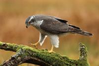 Accipiter gentilis