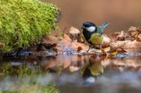 Parus major