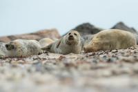 Harbor seal