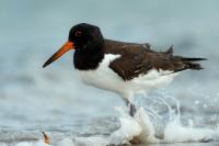 Haematopus ostralegus