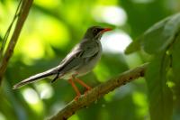 Turdus plumbeus