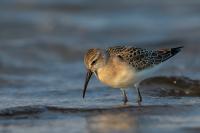 Calidris ferruginea