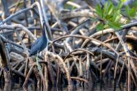 Egretta caerulea 