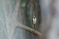 Egretta tricolor