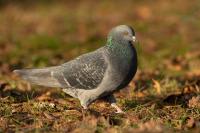 Columba livia domestica