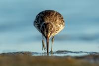 Calidris falcinellus