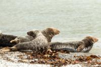 Grey seal