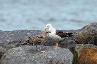 Larus fuscus