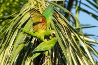 Dominican Republic-FAUNA