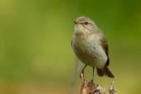 Phylloscopus collybita