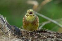 Emberiza citrinella